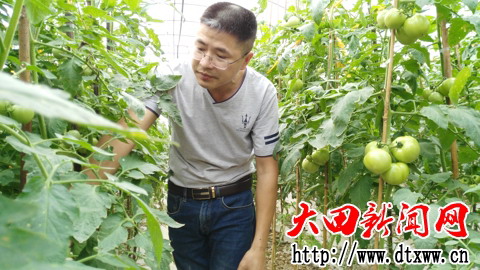 劉永強在精心管理即將上市的西紅柿.jpg