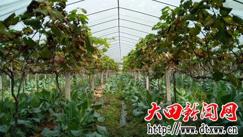 初冬時節，葡萄架下套種蔬菜.jpg