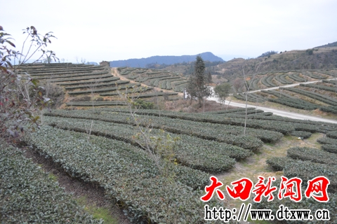 綠色生態(tài)的銅盤盂茶園.jpg