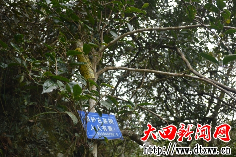 大寨山的野生古茶樹2.jpg