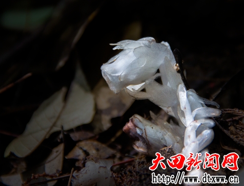 大田發(fā)現(xiàn)“冥界之花”水晶蘭(1).jpg