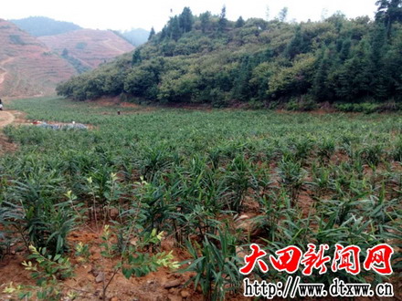 龍坑村芙蓉李基地套種生姜.jpg
