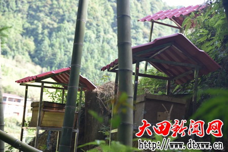 拱橋村蜂箱養殖.jpg