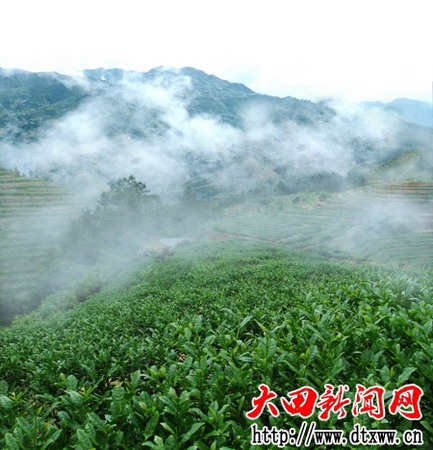 謝洋蜜柚茶山 （林建偉攝）.jpg