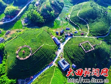 俯瞰中國高山茶核心山屏山茶園（蘇晉鍛攝）.jpg