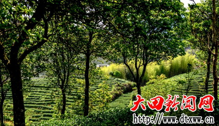梅山野茶園（林建偉攝）.jpg