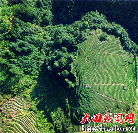 吳山葫蘆巖茶山（溫欣孝攝）.jpg